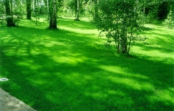 Озеленение участка фото